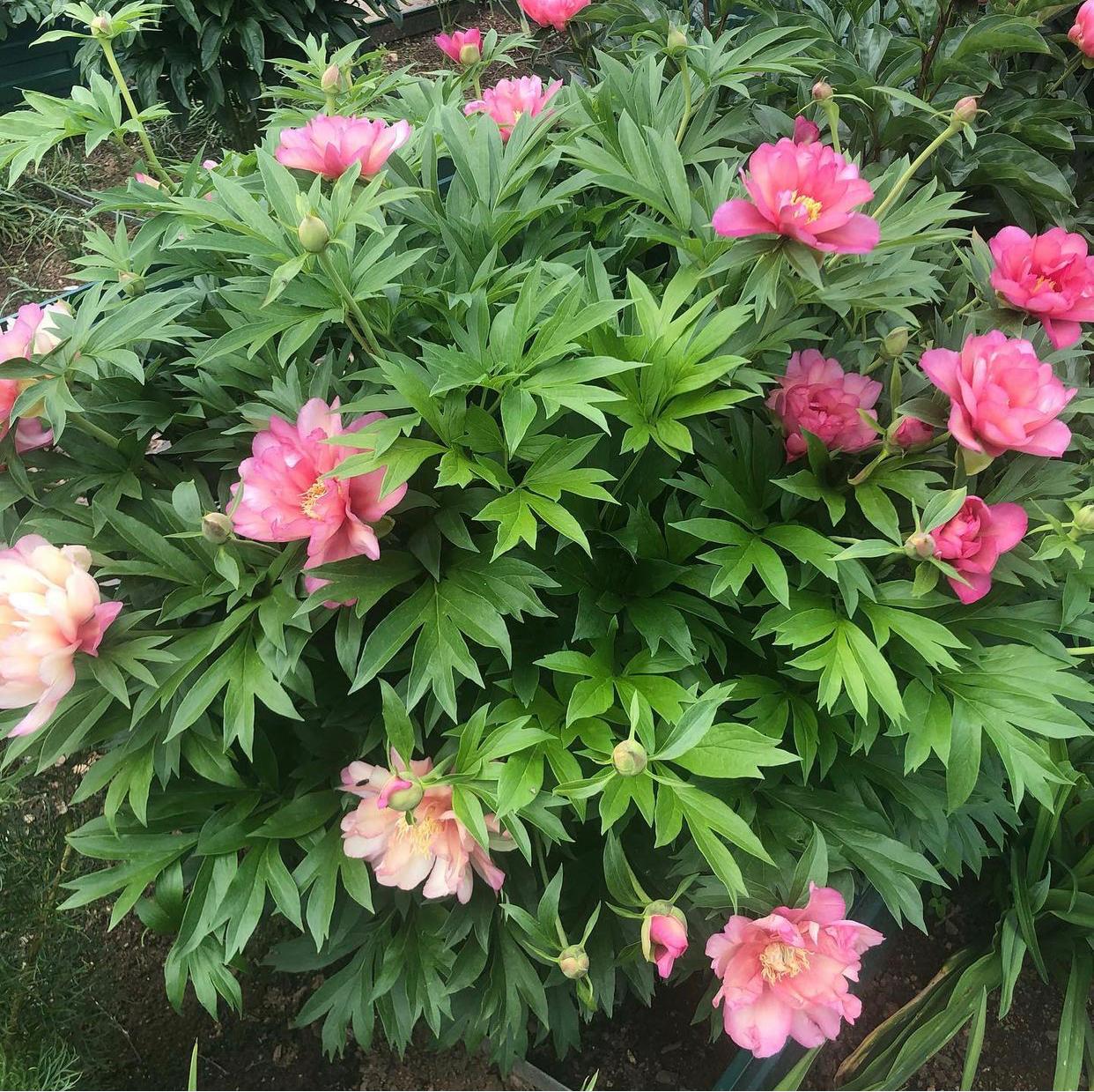 Пион (Ито-гибрид) Джулия Роуз