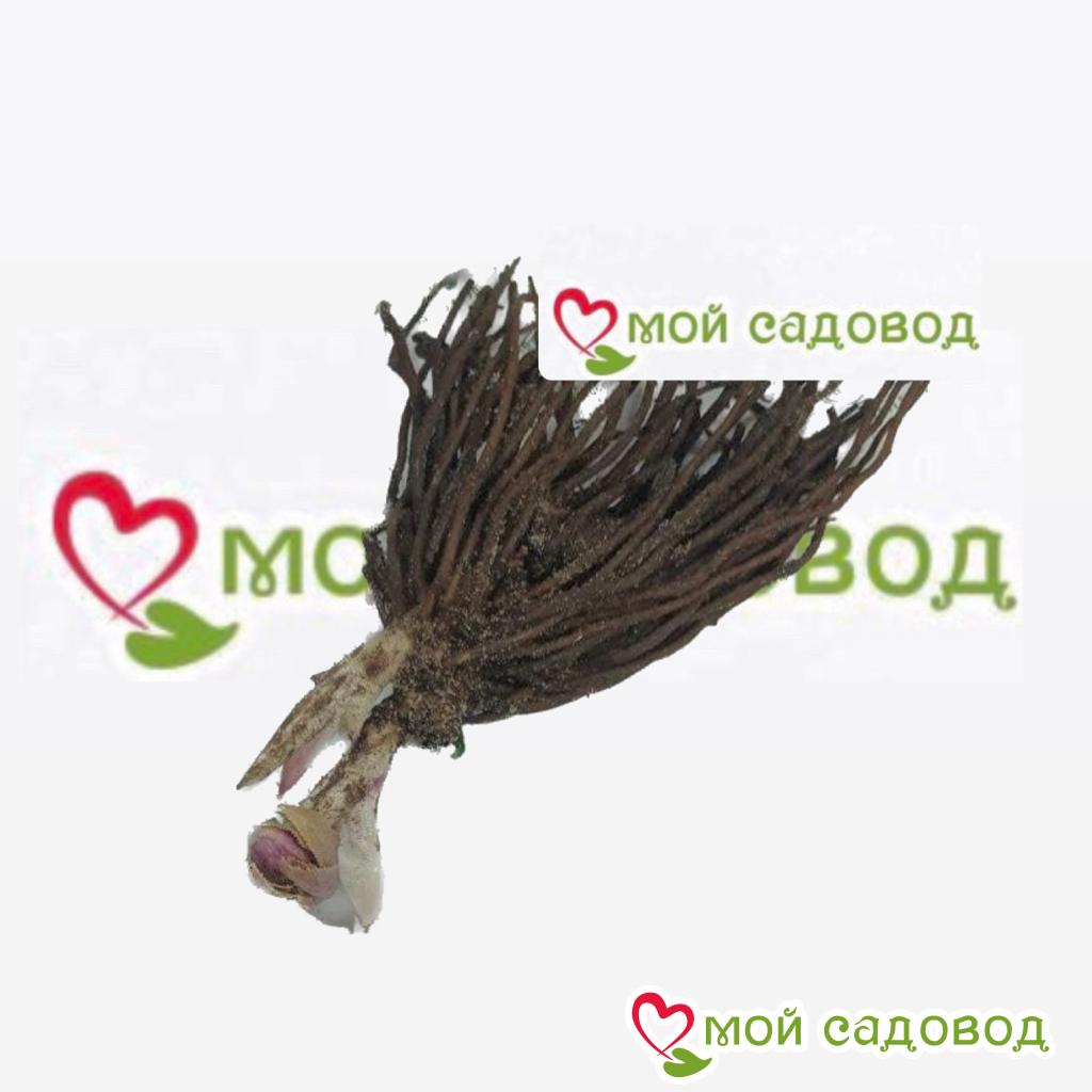 Морозник Винтер Эмоушнс Эприкот Пикоти