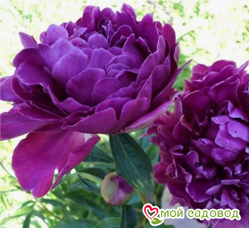 Пион травянистый В.Ф.Тёрнер