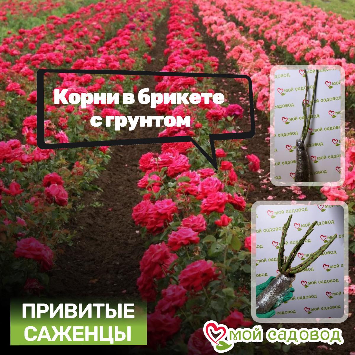 Роза Санрайз Блисс